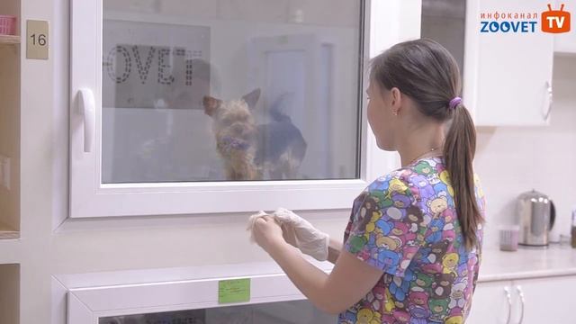 Инфекционный стационар в ВЦ "ЗООВЕТ"