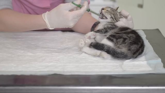 Как дать таблетку кошке