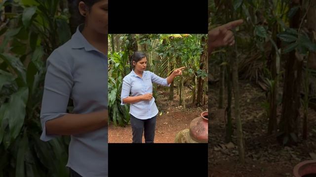 Индийский напиток