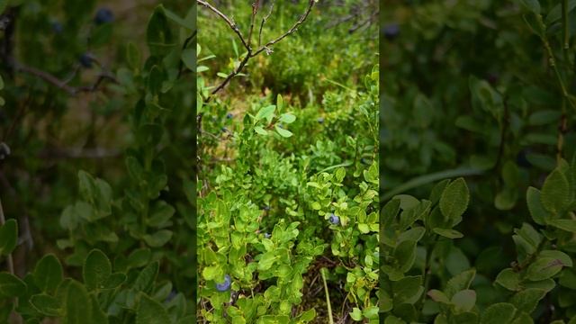 Что мы едим в летних походах? #shorts