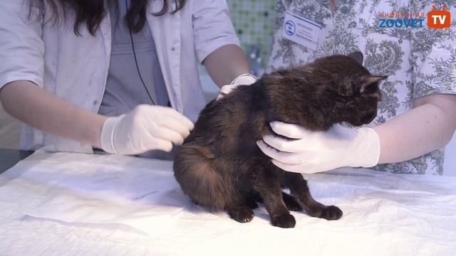 Что делать, если Ваша кошка чешется?