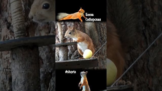 Синичка и белка на кормушке