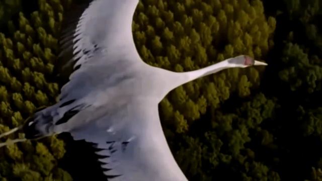 #Хоттабыч-летит на ковре с птицами ...Khottabych-the flying carpet.