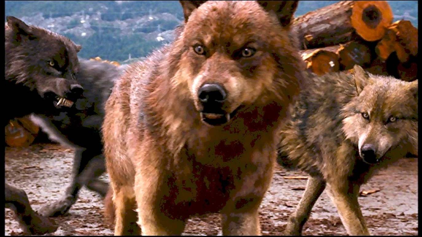 Кадырова заказали  ?????