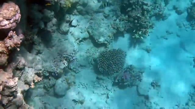 #Кораллы,Красное море,самые красивые рыбки