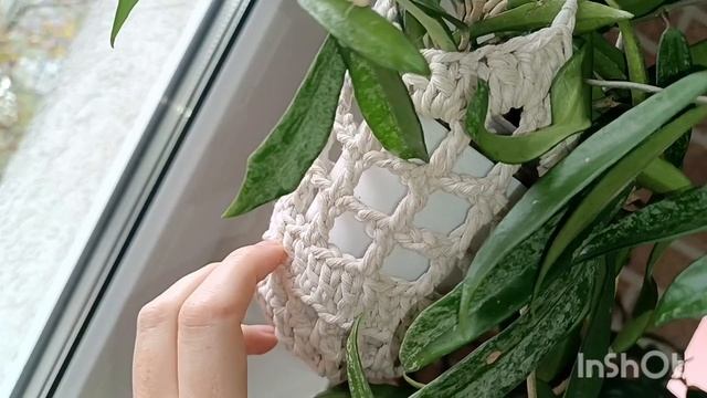 растения на окнах 2часть