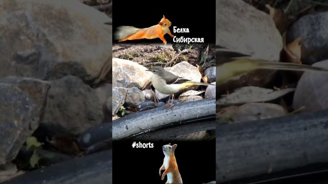 Горная трясогузка у пруда