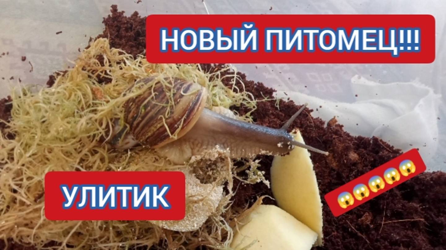 У ГОШИ НОВЫЙ ПИТОМЕЦ! УЛИТИК. СОЗДАЕМ УЮТНЫЙ ДОМИК ДЛЯ УЛИТКИ