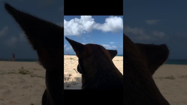 Собака на Пука бич