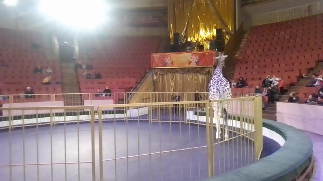 Вика в цирке. Единственный в России дрессированный жираф Багир и самый высокий в мире.