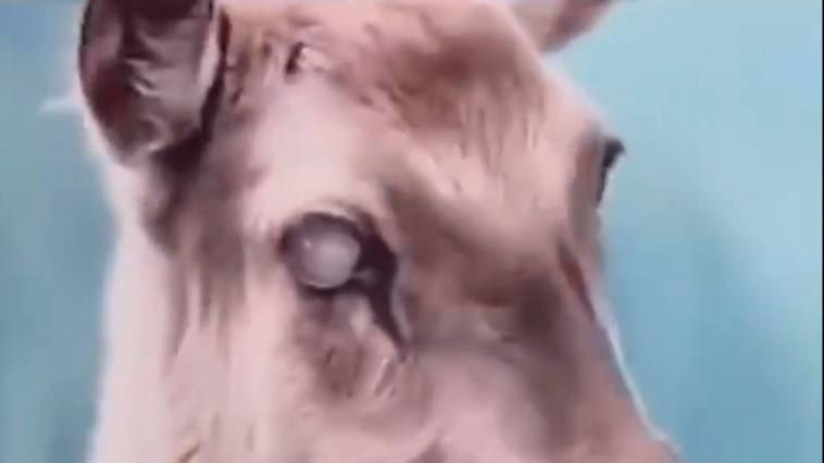 Зомби-олени