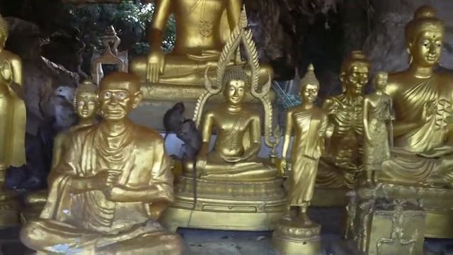 Обезьяны в своем храме чувствуют себя хозяевами..