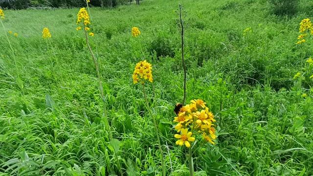The fantastic beauty of summer.