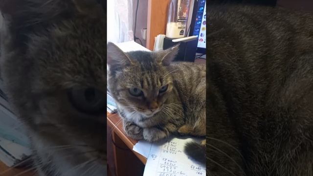 Моя помощница