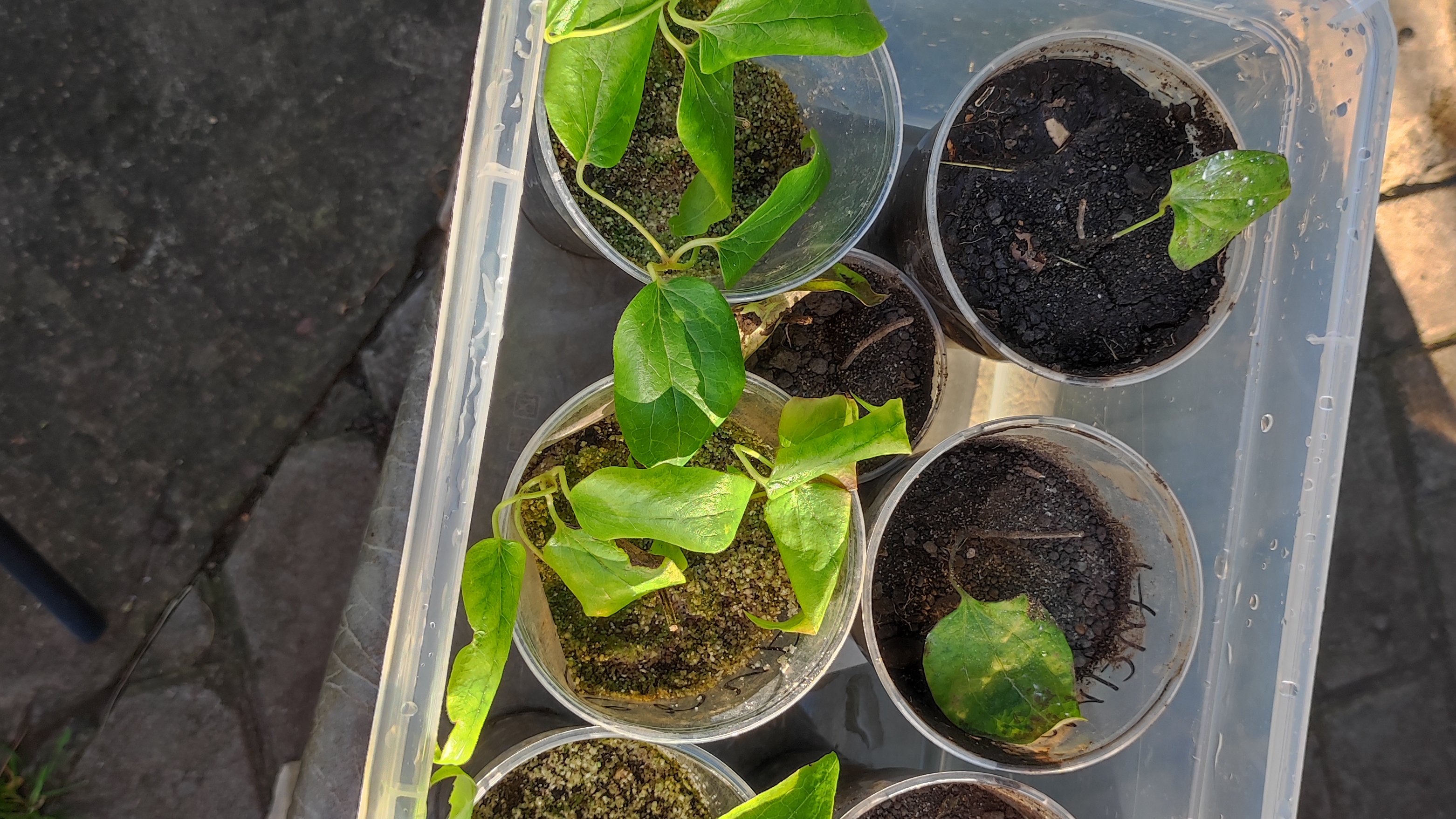 Корни у черенков клематисов выросли, пересаживаю.