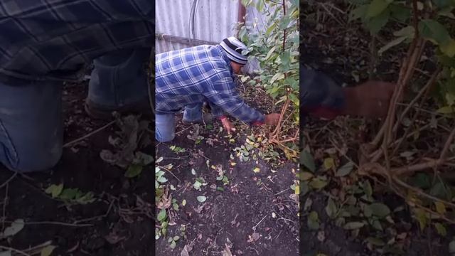 Осенние работы..