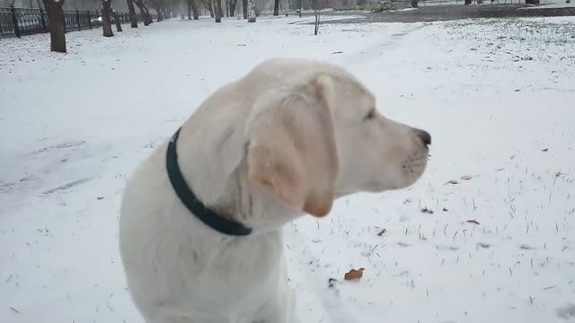 ❄Симба впервые увидел снег 10.10.24❄