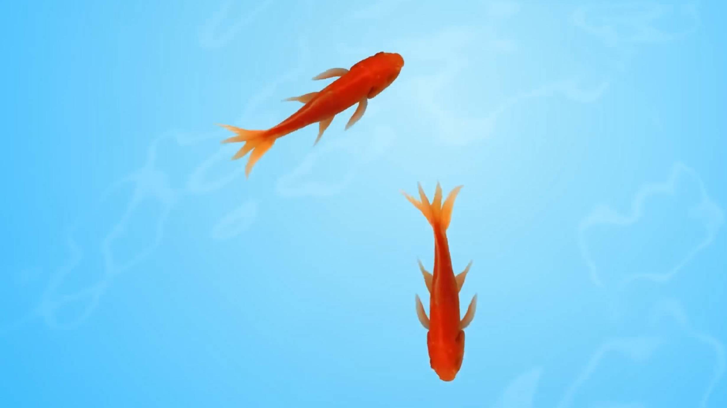 Игровое видео для кошек и котов, 1. Рыбки, короткая версия. Не для просмотра людьми!