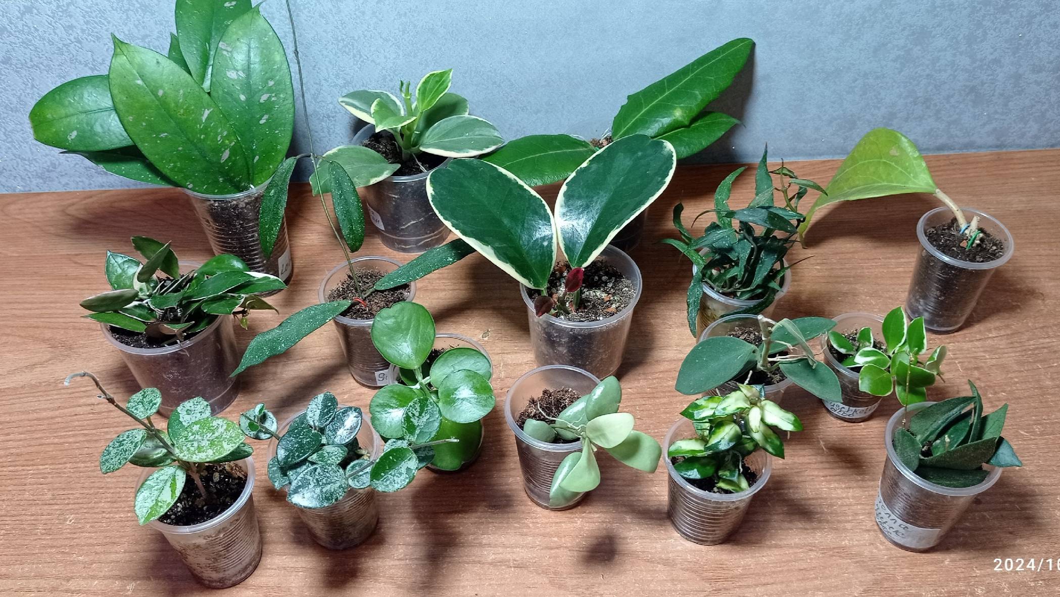 Хойи, обзор укоренённых черенков 2-я часть. 15.10.24.