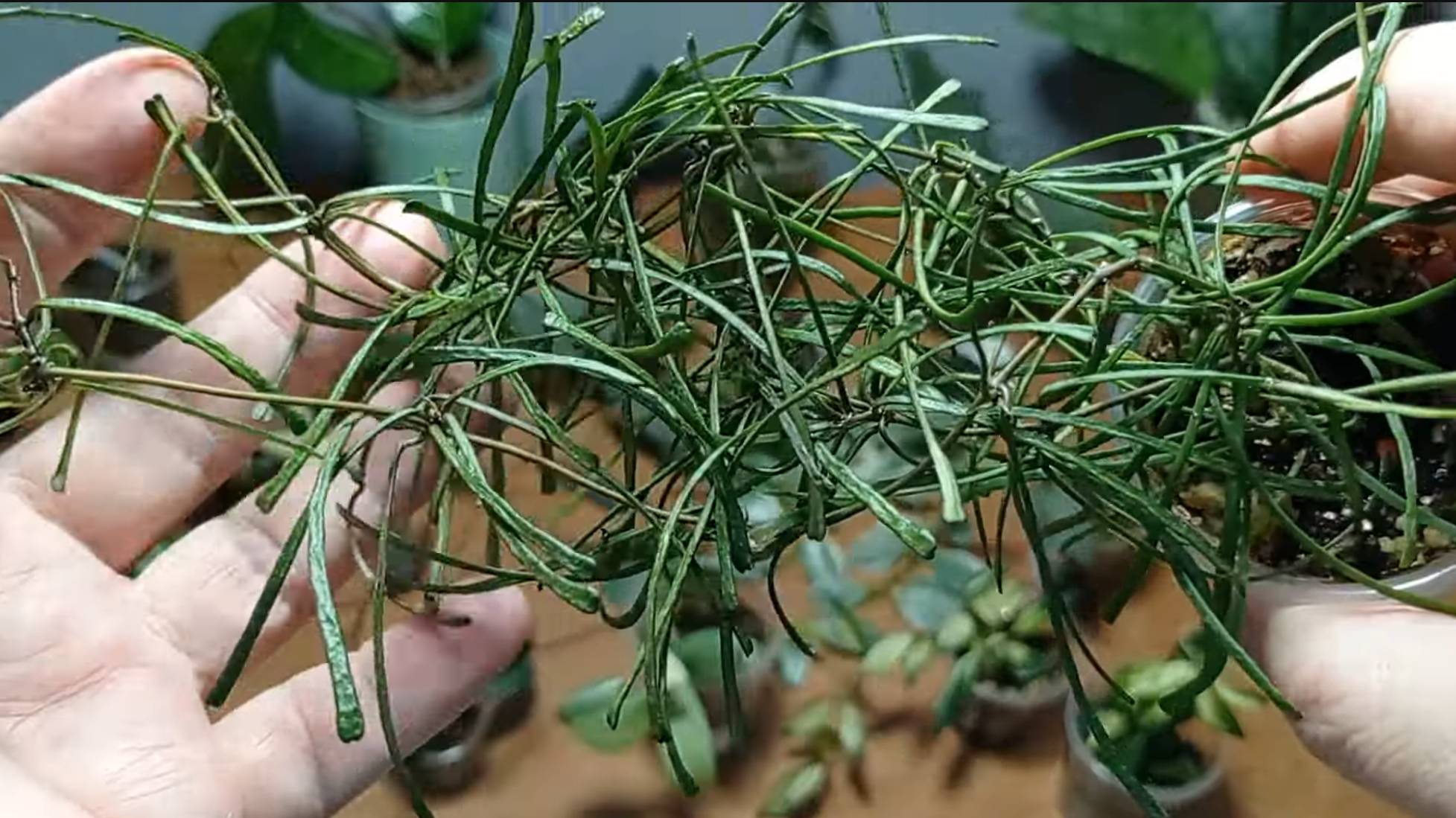 Хойи обзор укоренённых черенков 1-я часть. 11.10.24.