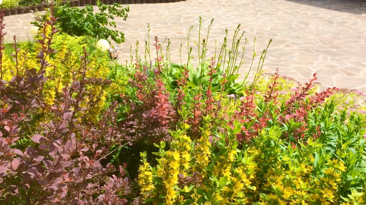 ЛОХ СЕРЕБРИСТЫЙ. РОЗА СПРЕЙ ВИКТОРИЯ. ПОСЛЕДСТВИЯ ЛИВНЯ. ВИДЕО В ФОРМАТЕ БРОДИЛКИ. Архив 2020г.