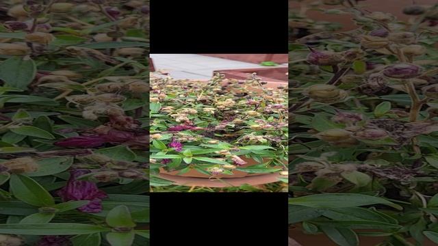 Обязательно собирайте свои семена с этих цветов!