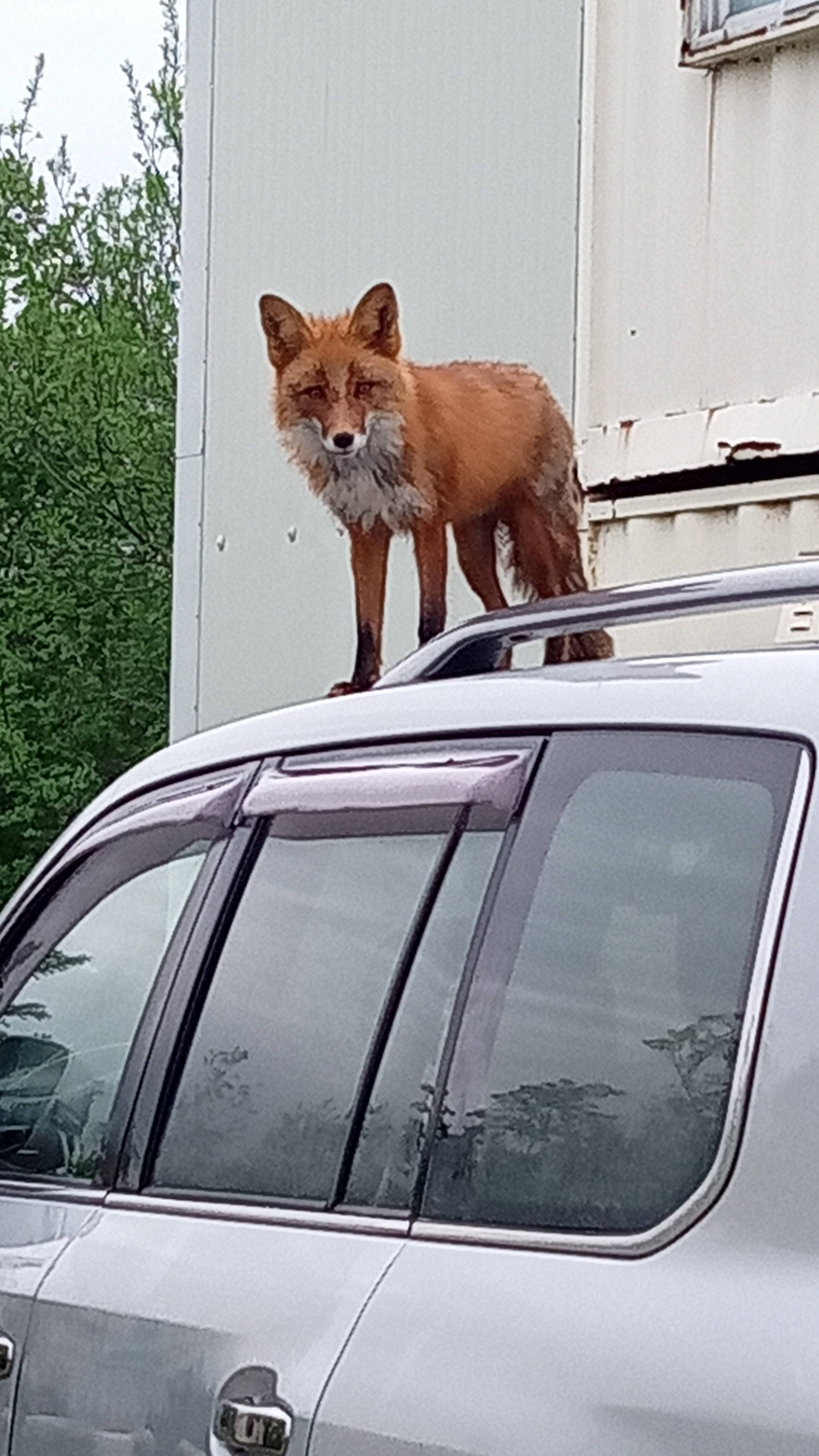 Рыжий наглец! (Камчатка 2024)