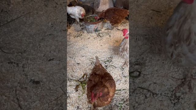 #Яренск …сколько вас тут?…Архангельская область