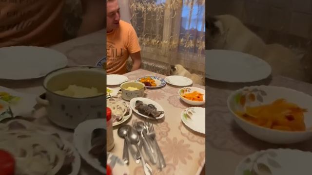 #Яренск …воспитанный кот, кличка Том…Архангельская область