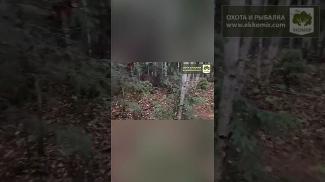 Собаки гонят зайца. +18