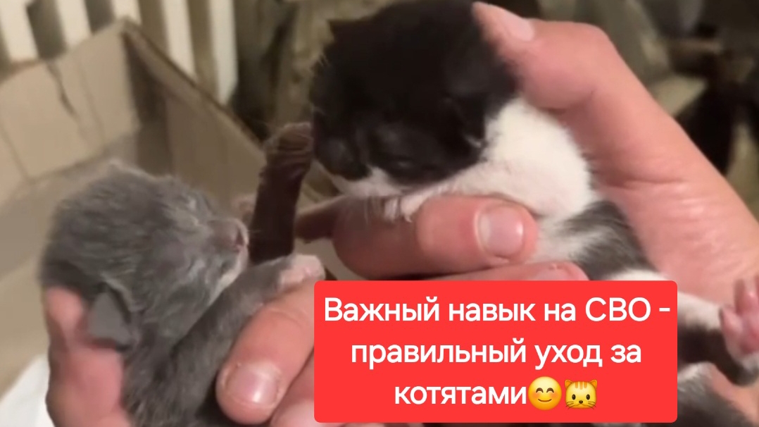 Важный навык на СВО - правильный уход за котятами🐱