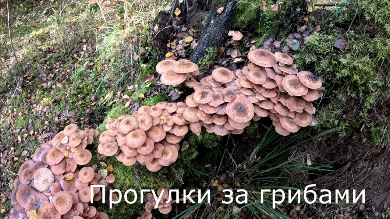 Прогулки за грибами  По наводке знакомой набрал опят на зиму