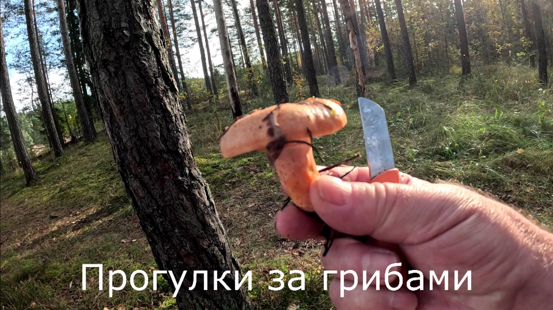 Прогулки за грибами.  Снова попал к знакомому месту.