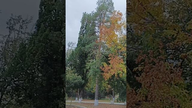 парк им. Семыкина