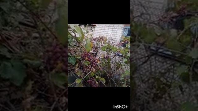 618 .13.10.ᱮ3L££8.FU.ДИКИЙ. ВИНОГРАД. КАРТОШКА.ОСЕНЬ. PROPHET. SHCHERBAKOV. ЩЕРБАКОВ АРТЕМ. АГРО.