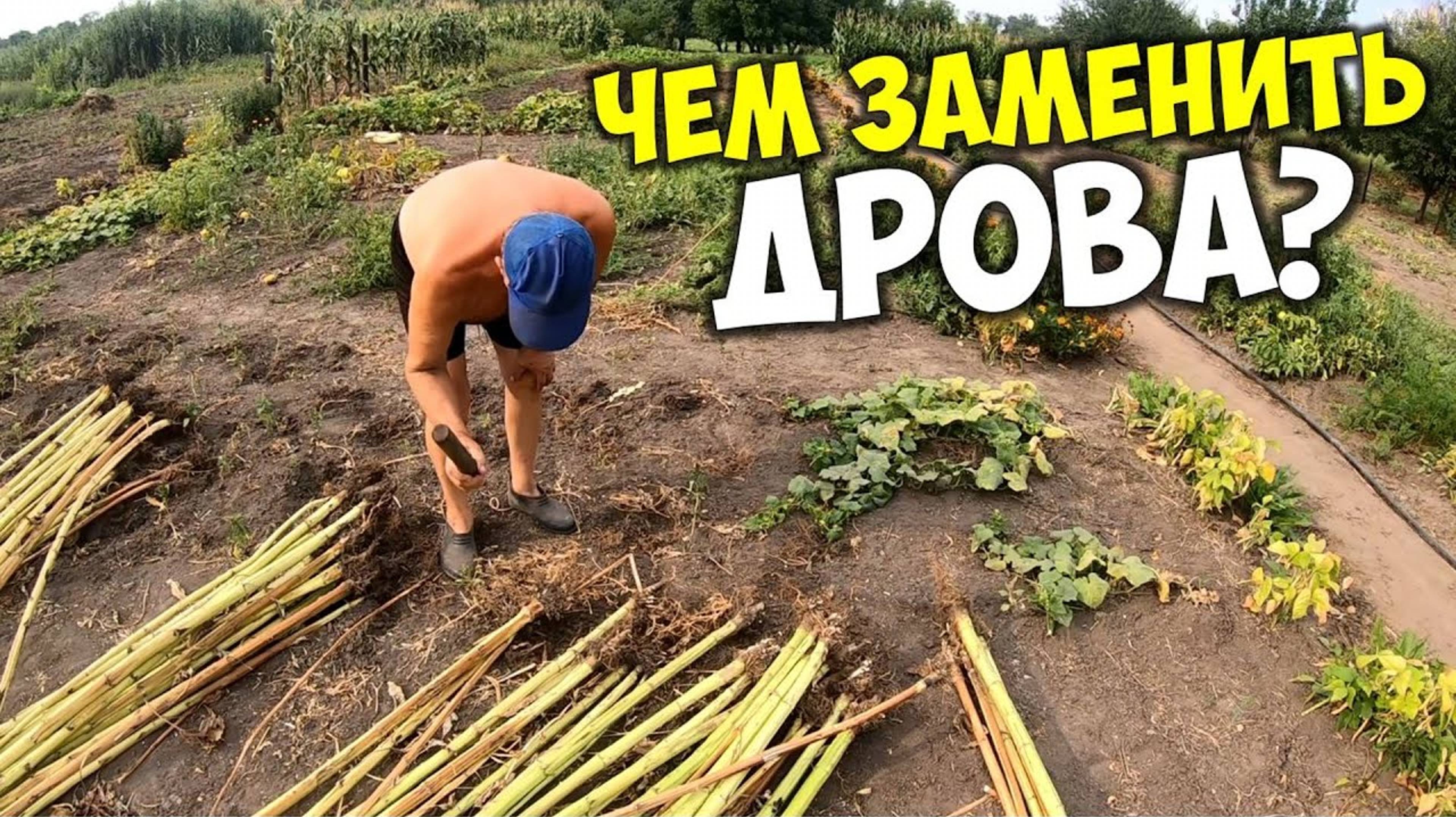 Чем заменить дрова для печки бесплатно. Дрова с вашего огорода помогут растопить печь