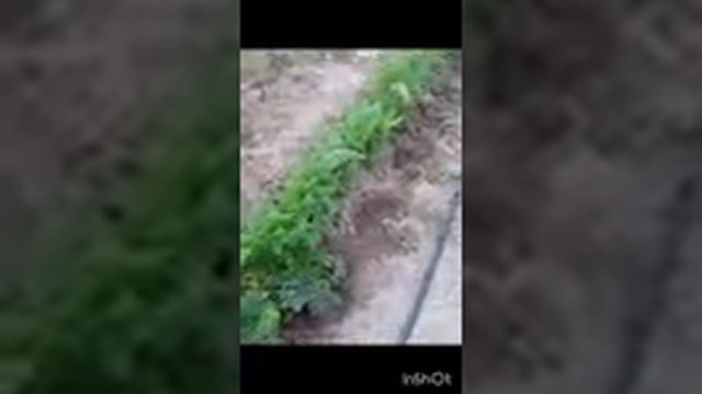 617 .44.29. £3L. 8.4.СУШИТЬ. И. МОРОЗИТ. ХОЛОД. ФРУКТЫ. ОВОЩИ. ГРИБЫ. PROPHET. SHCHERBAKOV. ЩЕРБАКОВ