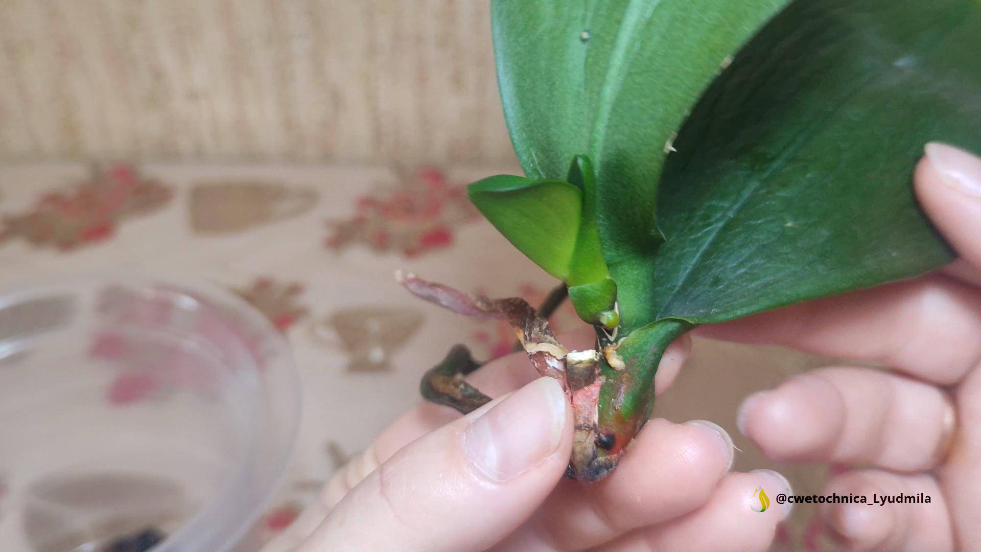 Детка от орхидеи со стволовой гнилью