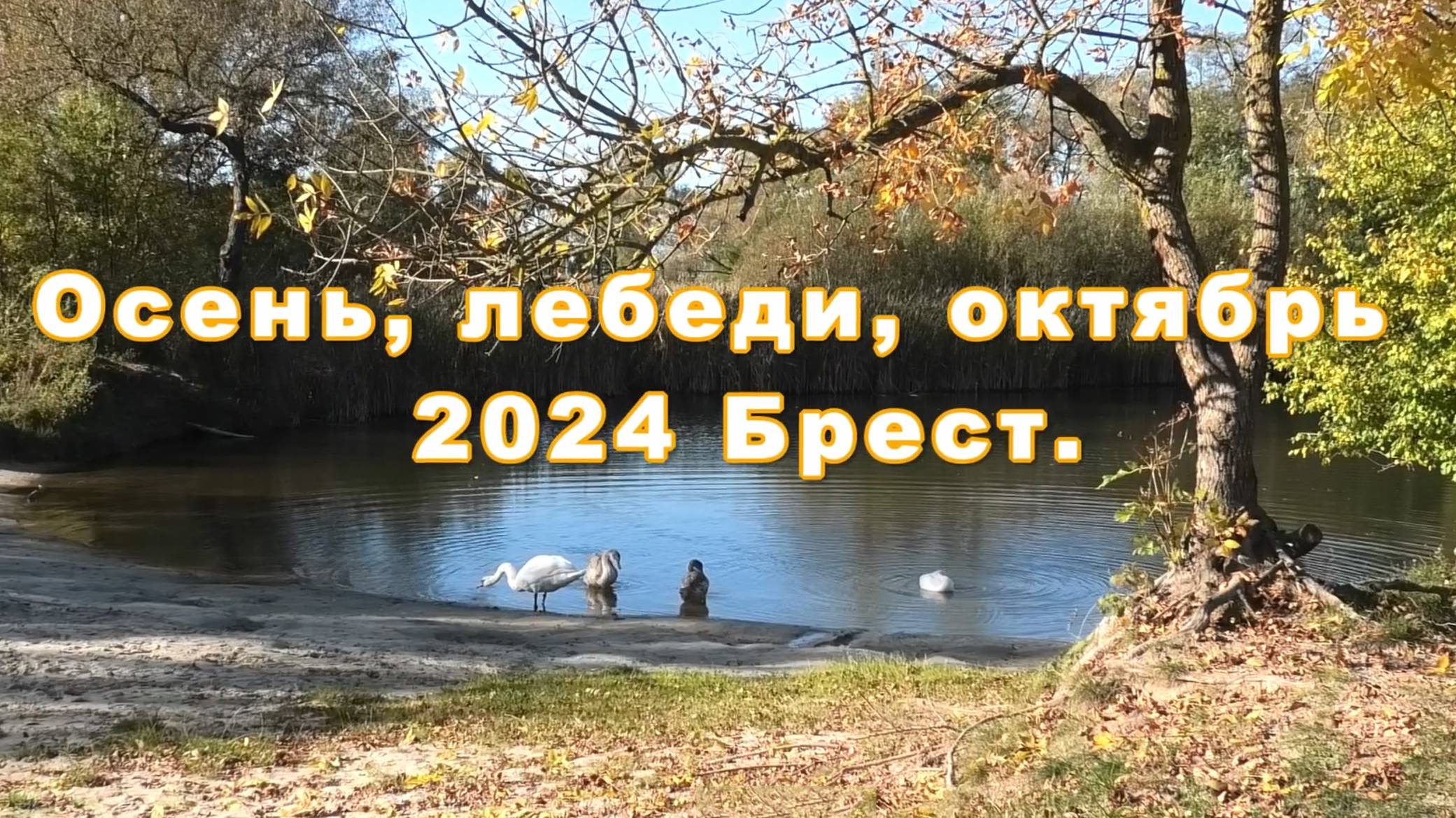 Осень , лебеди, октябрь.