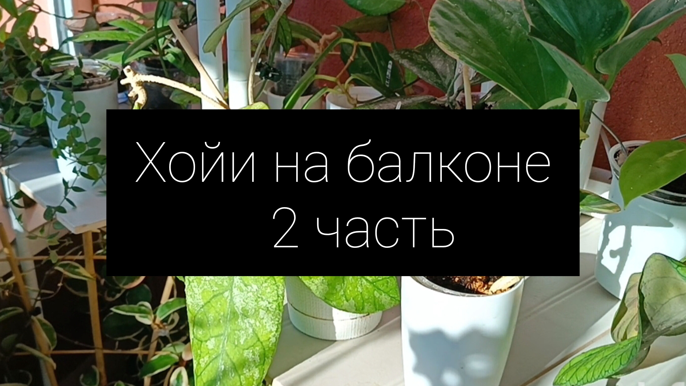 хойи на балконе 2часть