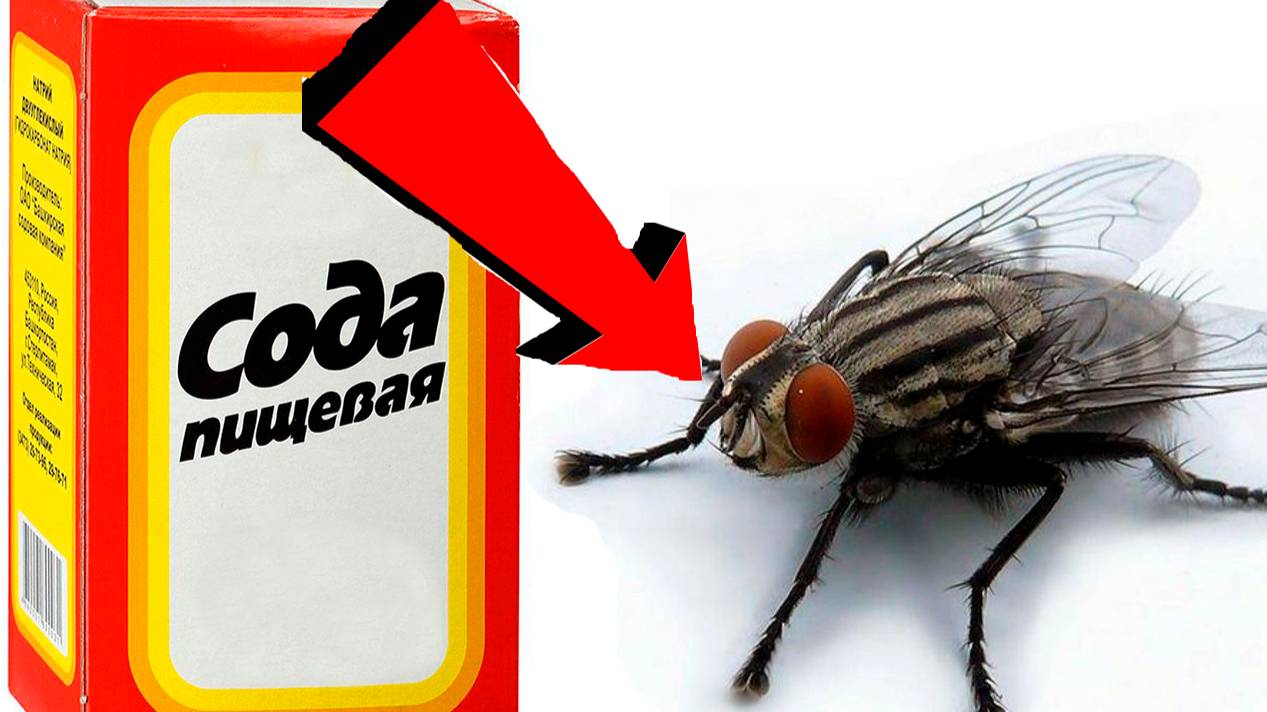 Как избавиться от мух за 3 секунды!!!!!!