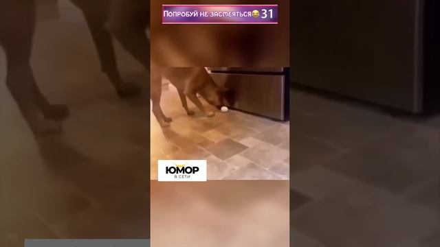 Попробуй не засмеяться за 1 минуту 😂 #шортс