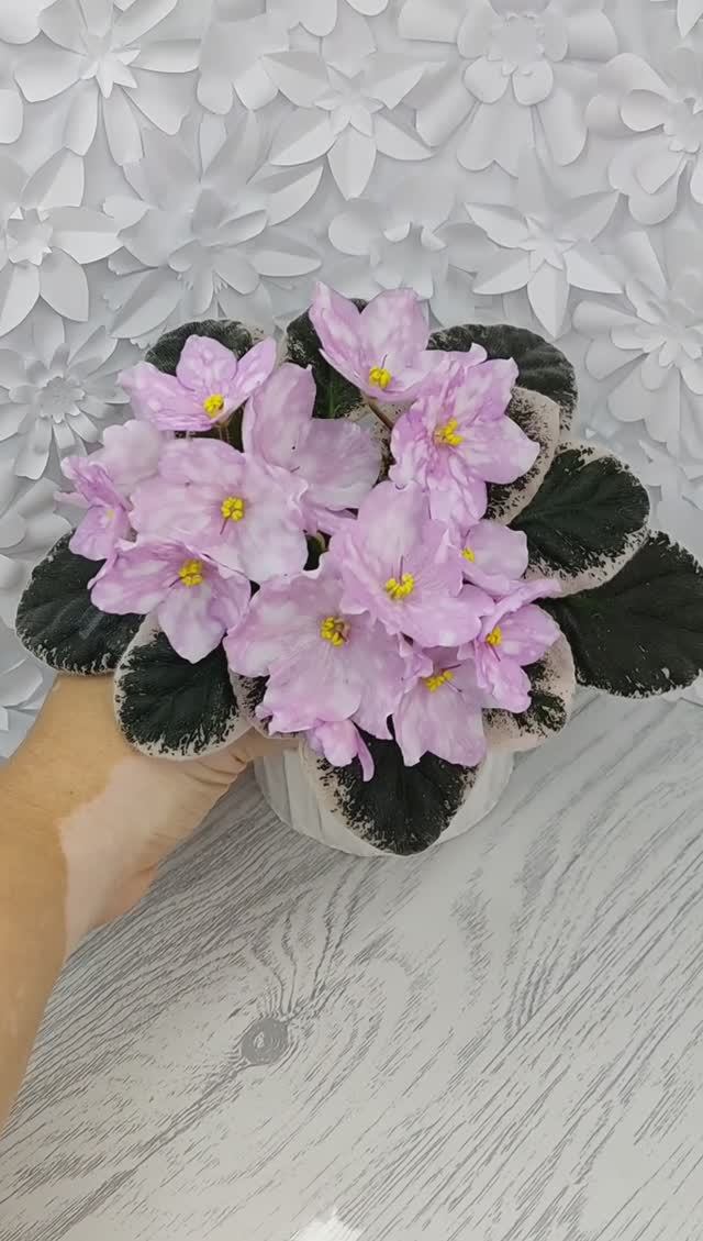 Фиалка Rivermist Beguiling