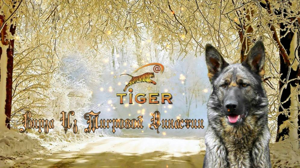 Фотопрезентация. Вирза Из Тигровой Династии