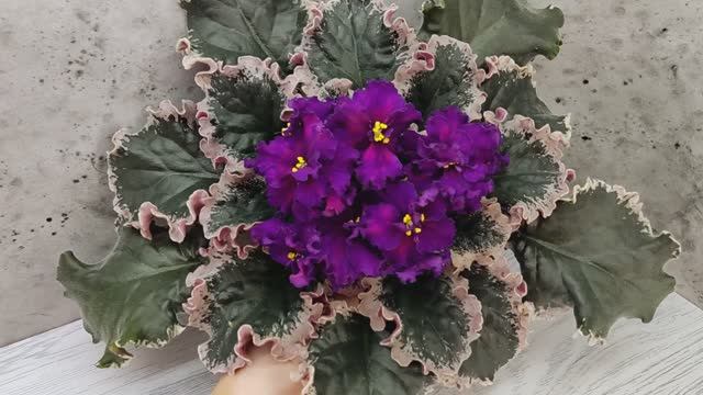 Фиалка ВаТ-Тип-Топ