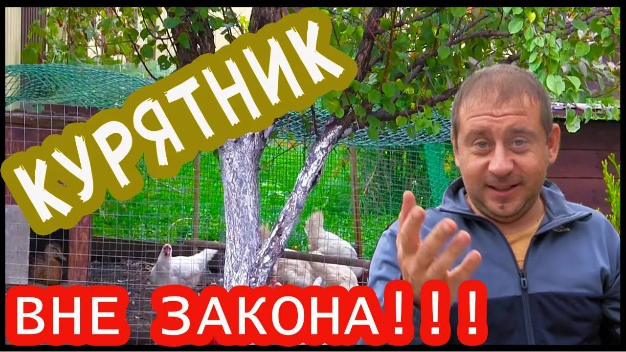 Курятник дома под ЗАПРЕТОМ! Моя мини ферма вне закона.