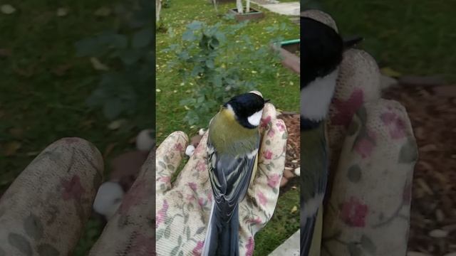 Очень смелая синичка ❤️😁