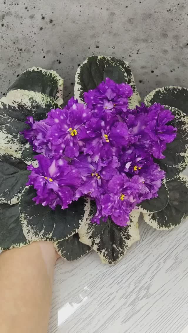 Фиалка ВаТ-Шоколадное Настроение