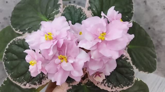 Фиалка Rivermist Pearls