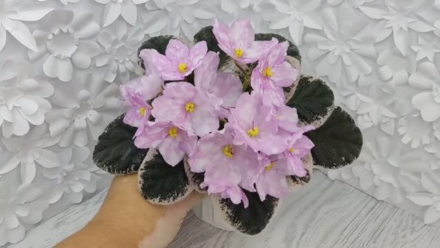 Фиалка Rivermist Beguiling